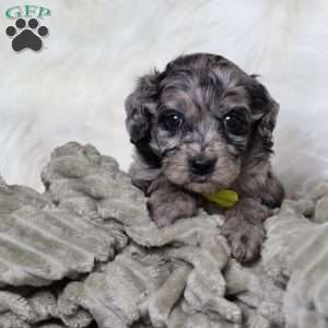 Ringo, Cavapoo Puppy